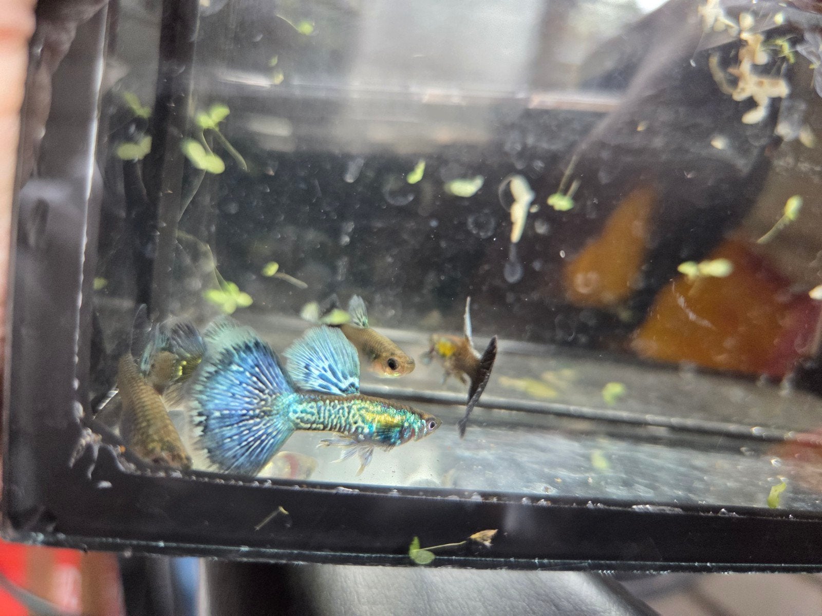 rasguppen blue galaxy, Dieren en Toebehoren, Vis