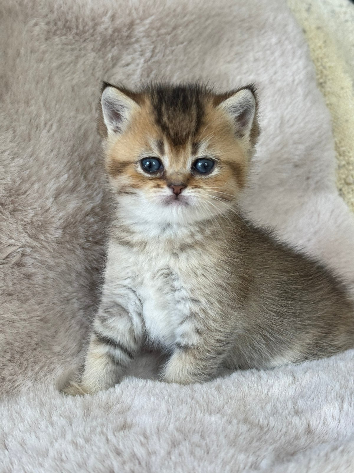 Britse korthaar kittens KAMPIOENEN ouders, Meerdere dieren, Met stamboom