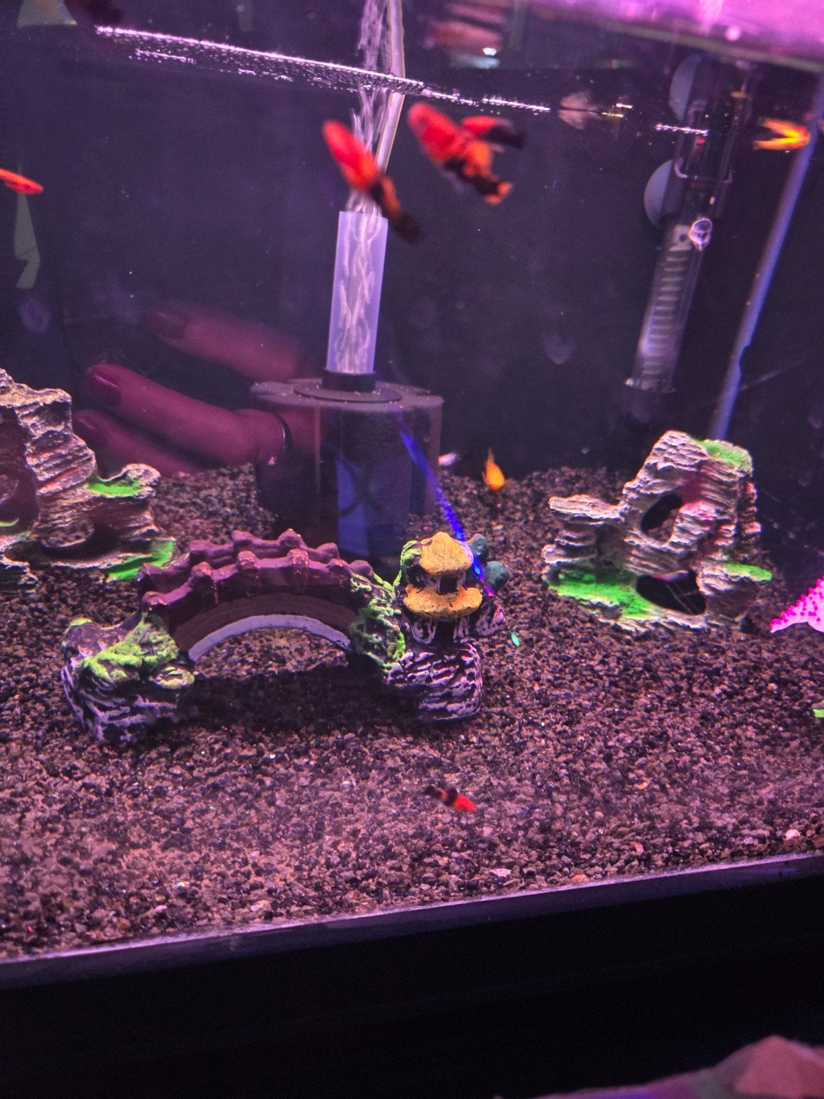 Jonge zwaarddragers/guppen/golden molly's, Dieren en Toebehoren, Vissen | Aquariumvissen, Vis