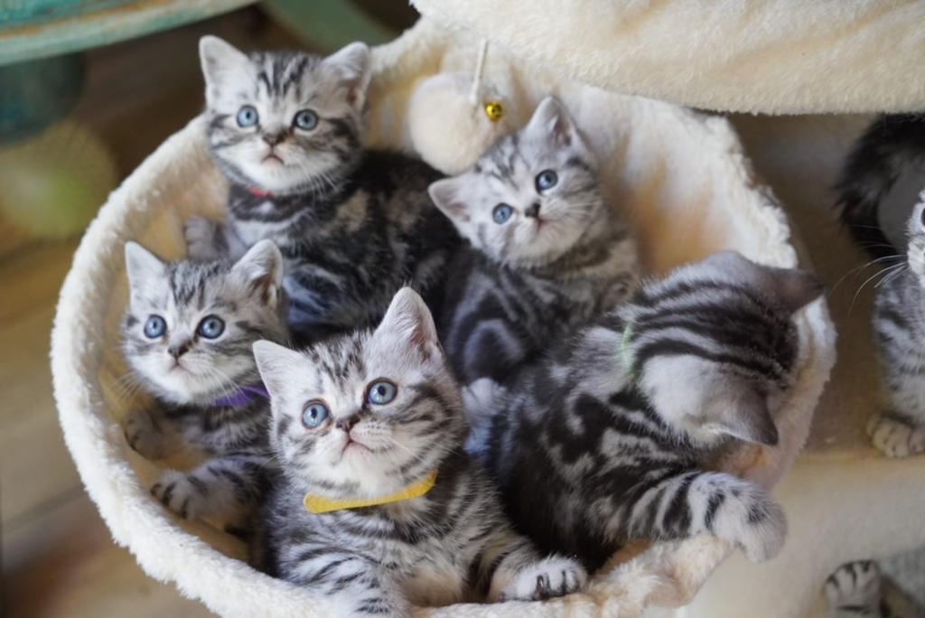 Britse Korthaar kittens Black Silver Blotched ("Whiskas"), Meerdere dieren, Kortharig