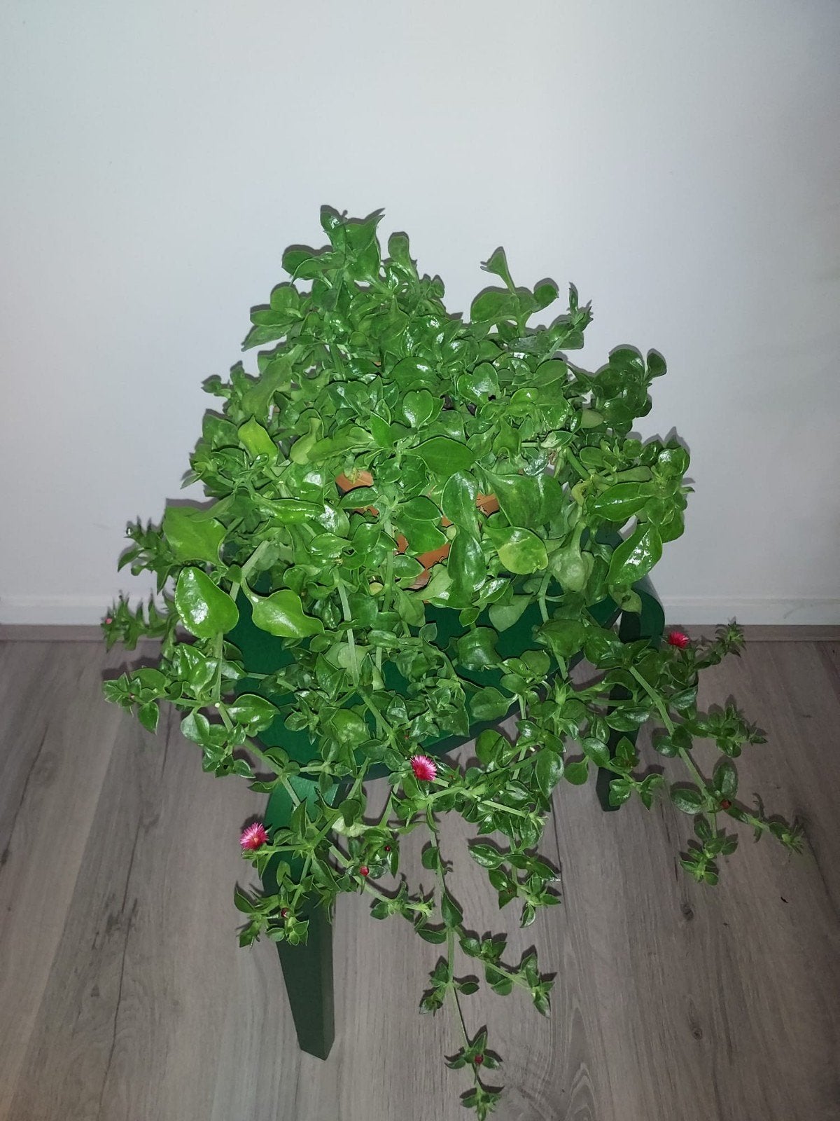 Aptenia cordifolia kamerplant, Huis en Inrichting, Ophalen