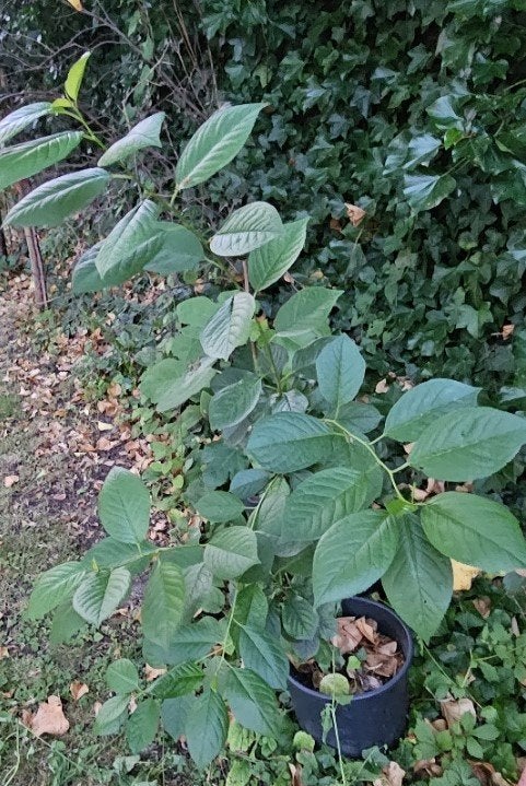 Fruitbomen, Tuin en Terras, Planten | Fruitbomen, Ophalen, 100 tot 250 cm, Appelboom, Lente