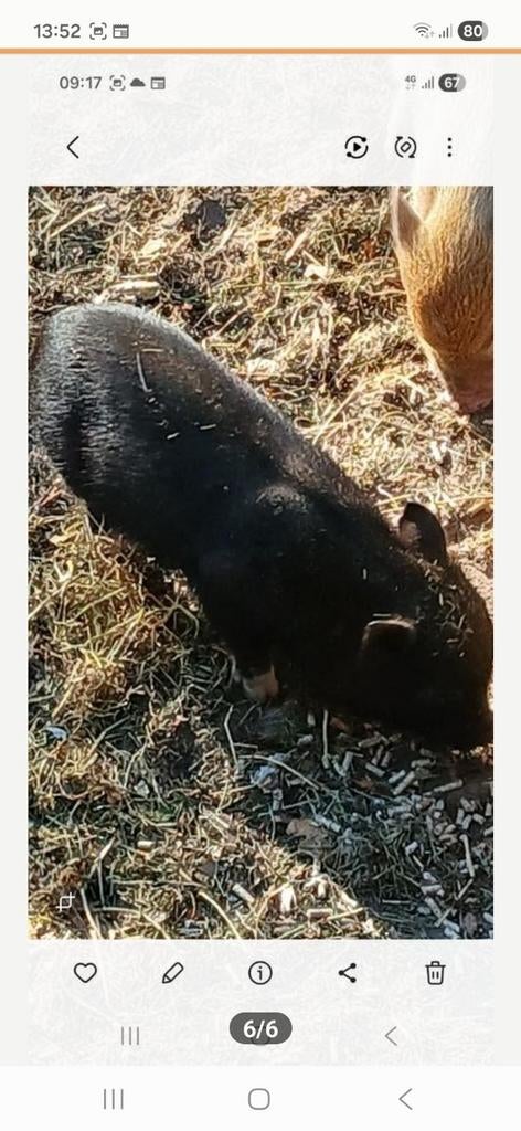 ECHTE MINI VARKENS, Meerdere dieren, Varken