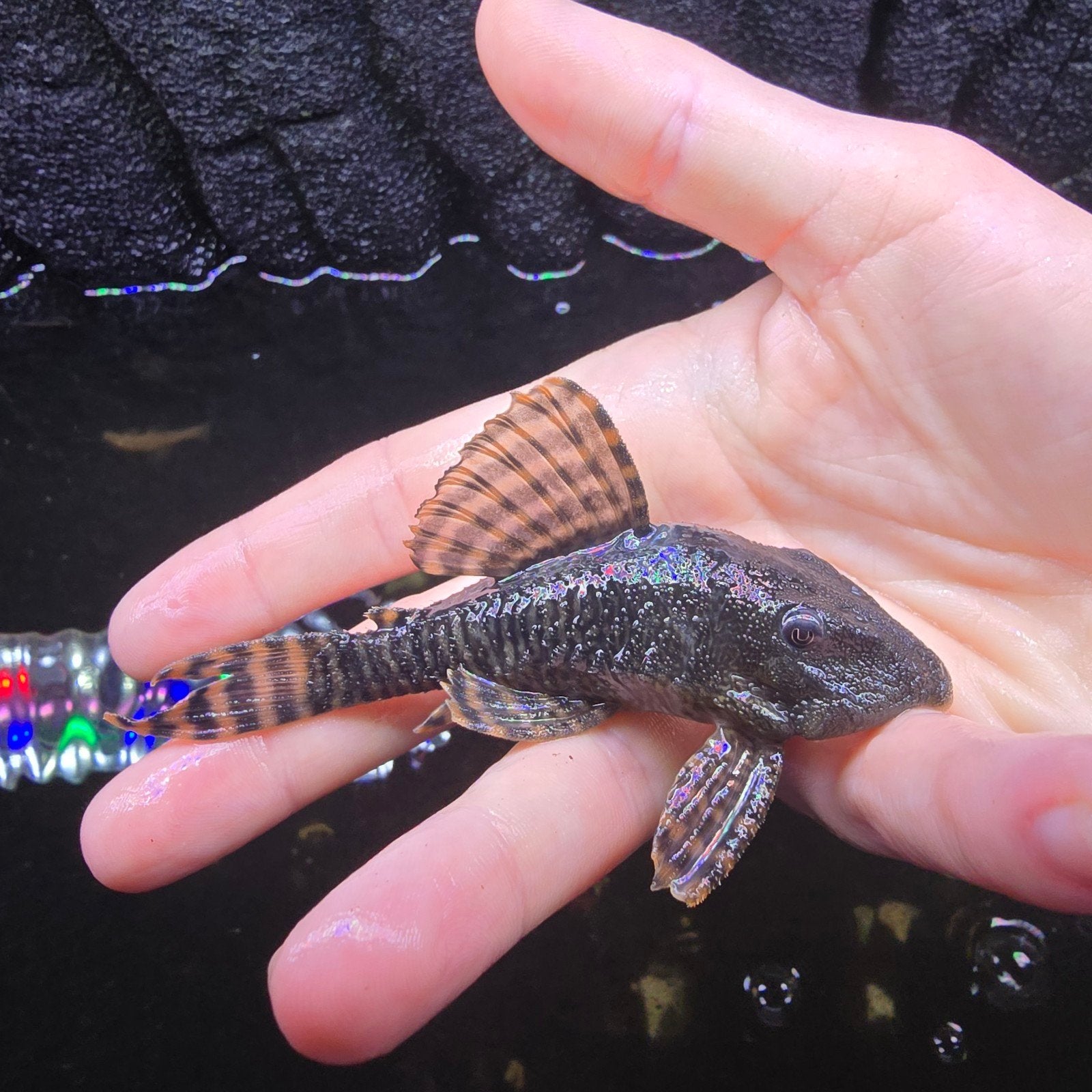 l379 pleco, Vis