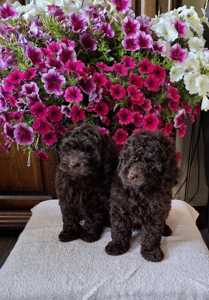 Schitterende bruine toypoedel pups, Dieren en Toebehoren, Poedel, Parvo, Reu, 8 tot 15 weken