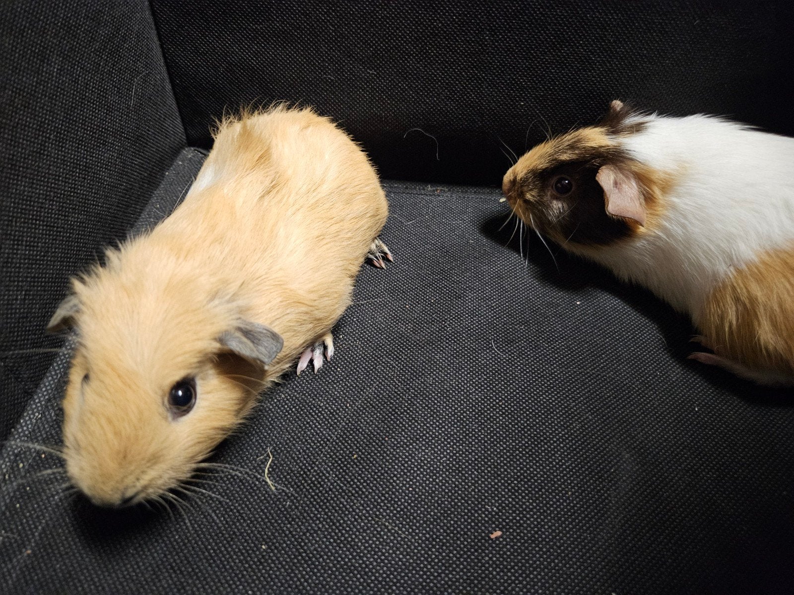 Lief koppel cavia's (broertjes), Cavia, Mannelijk, Mei, Tam