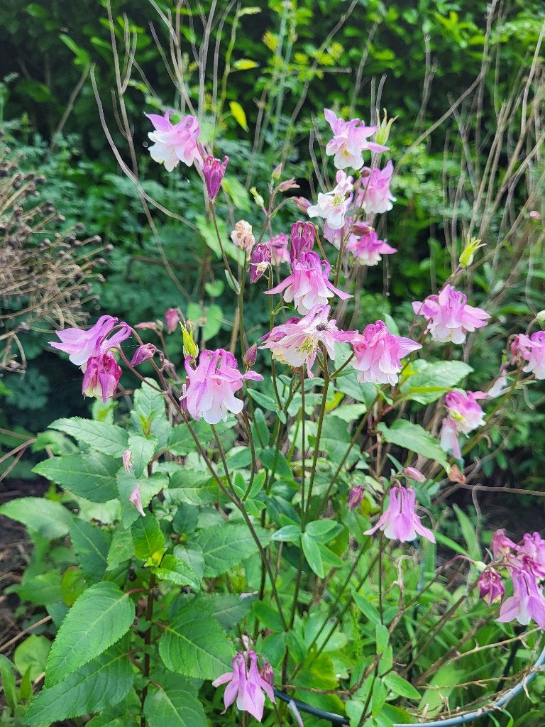 Zaden Akelei roze met wit, Verzenden, Volle zon