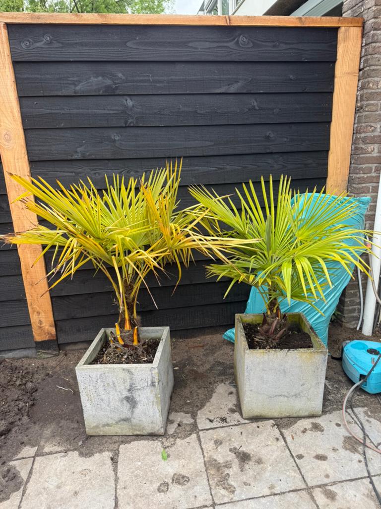 Potten met palm, Tuin en Terras, Bloembakken en Plantenbakken, Ophalen, Zo goed als nieuw, Kunststof
