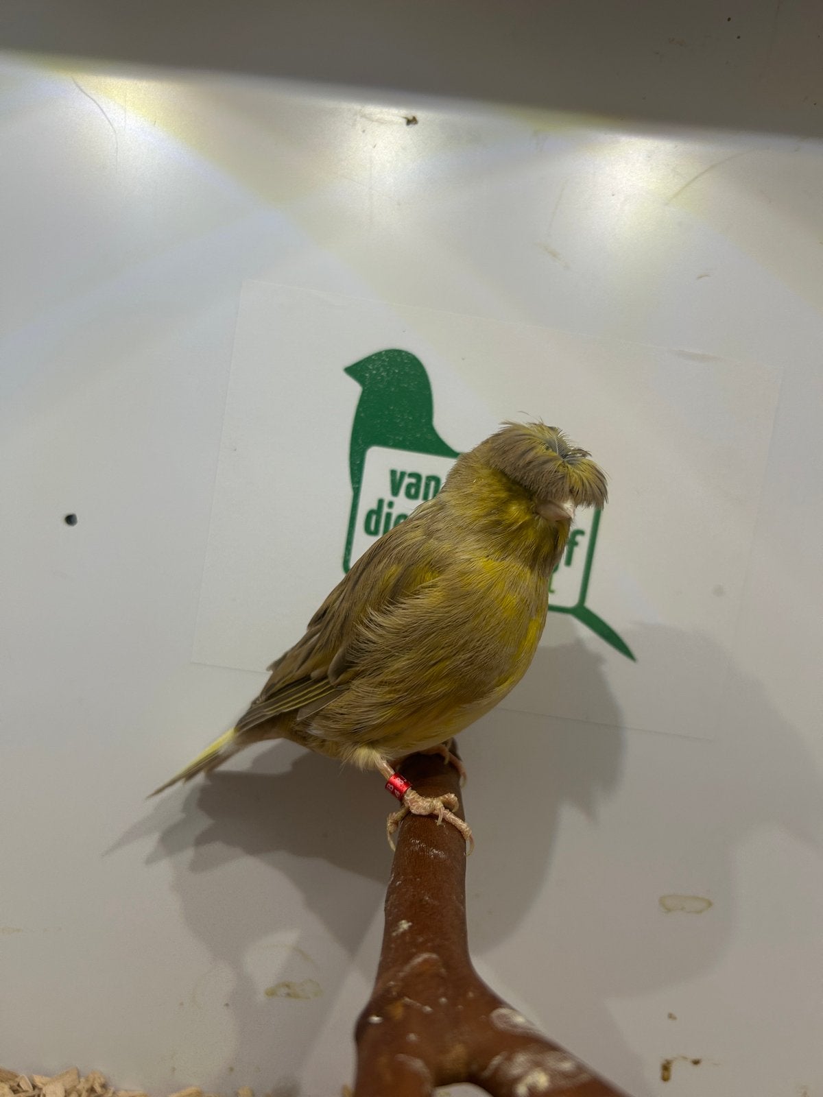 Glosters, Meerdere dieren, Postuurkanarie