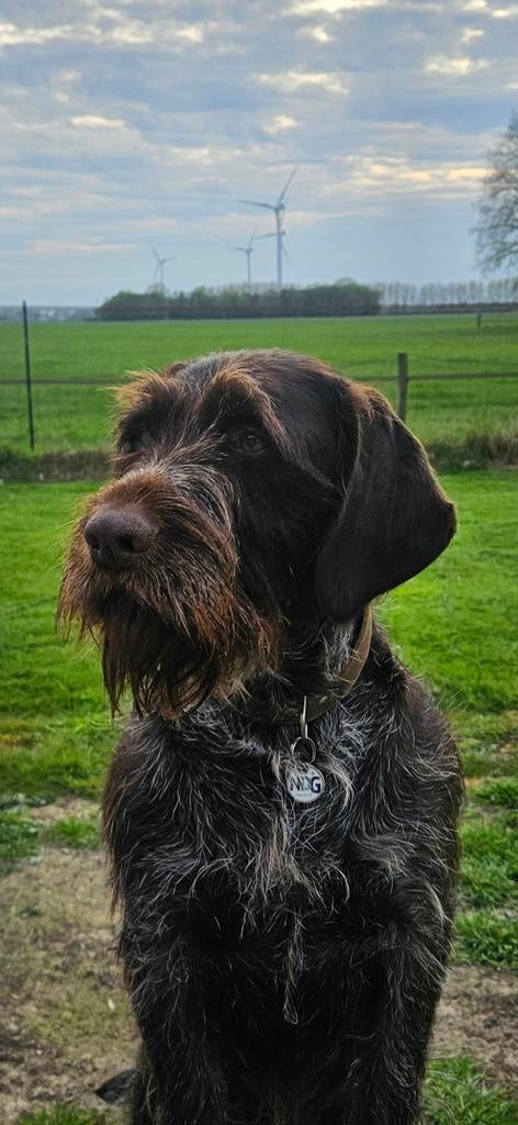 Duitse staande draadhaar, Teef, Eén hond, 3 tot 5 jaar, Nederland