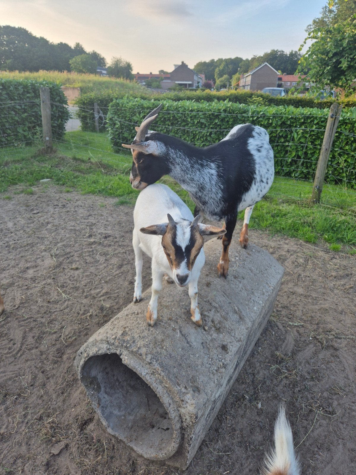 2 leuke dwerggeitjes, Vrouwelijk, Geit, 0 tot 2 jaar