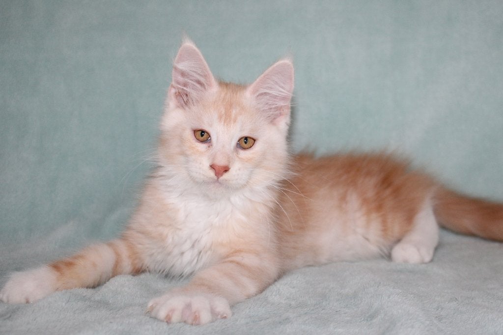 Maine coon kittens met stamboom, Meerdere dieren, Met stamboom, 0 tot 2 jaar