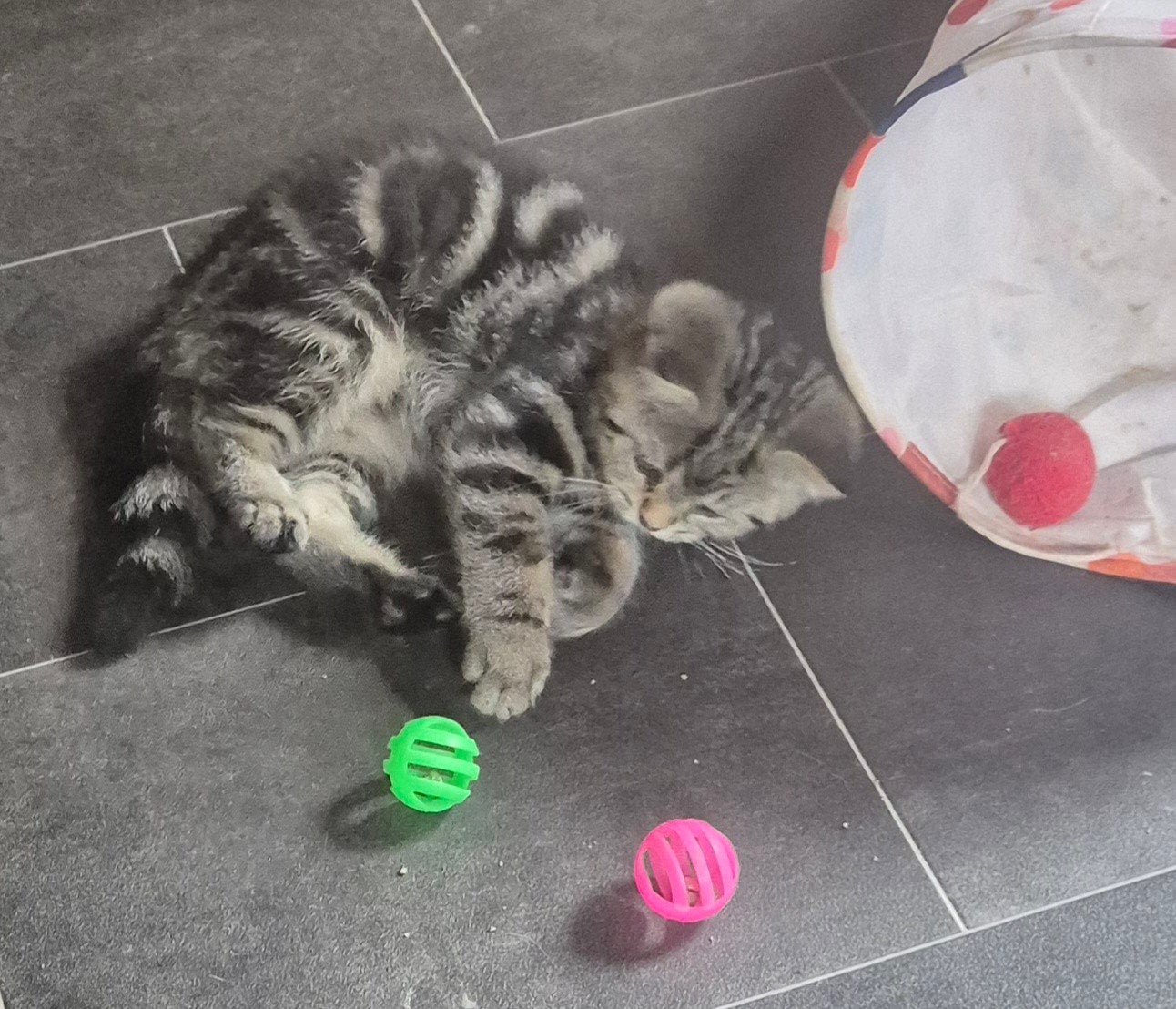 Prachtige britse korthaar katertjes te koop, Kater, Gechipt, 0 tot 2 jaar