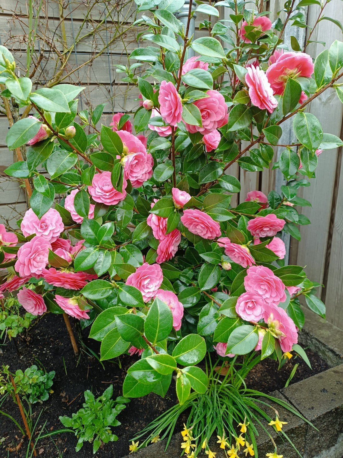 Prachtige Camelia met roze bloemen wintergroene vaste plant, Vaste plant, Halfschaduw, Lente, Ophalen