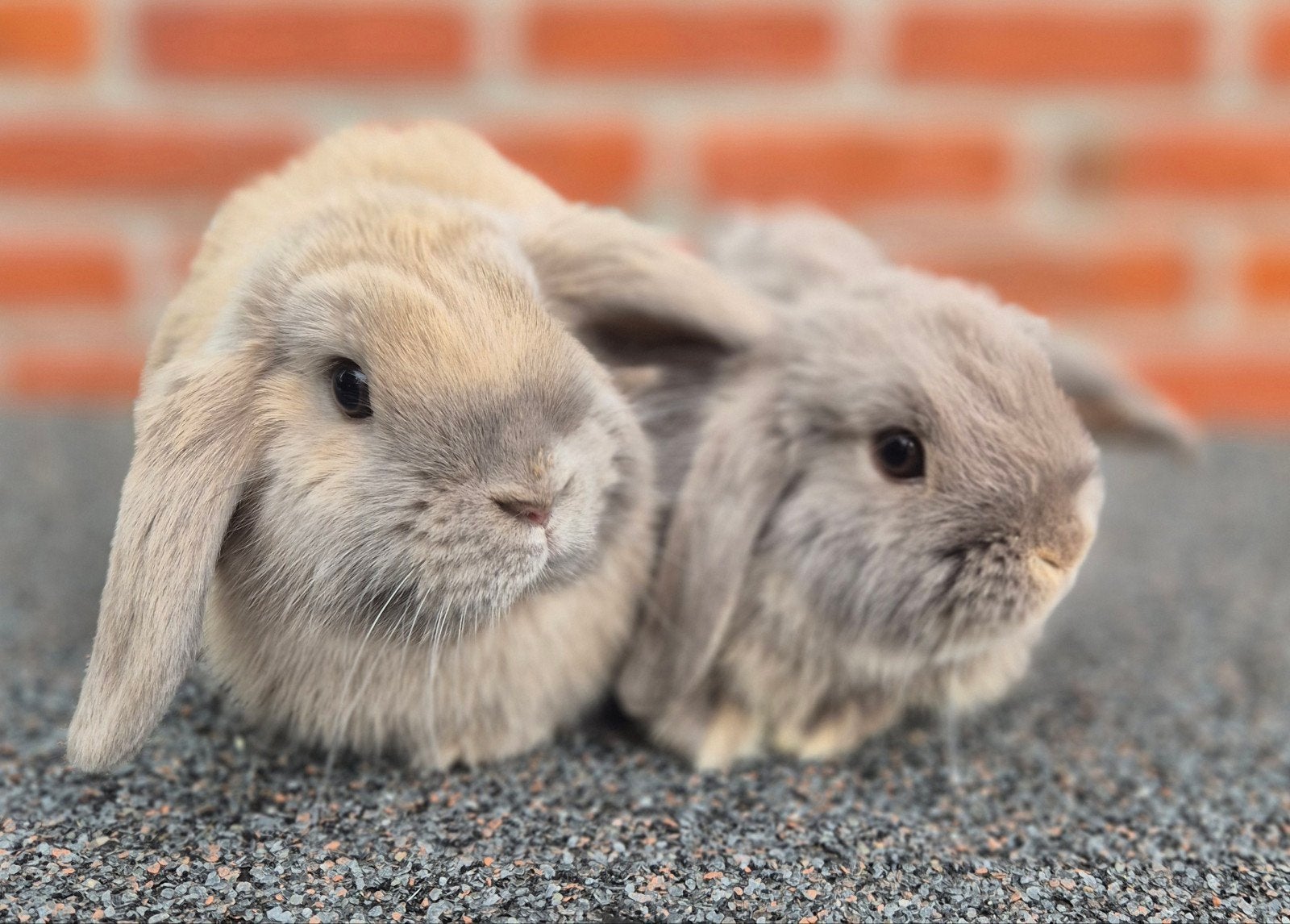 MINILOP x NHD KOPPELTJE REGIO BALEN, Meerdere dieren, Dwerg, Hangoor, 0 tot 2 jaar