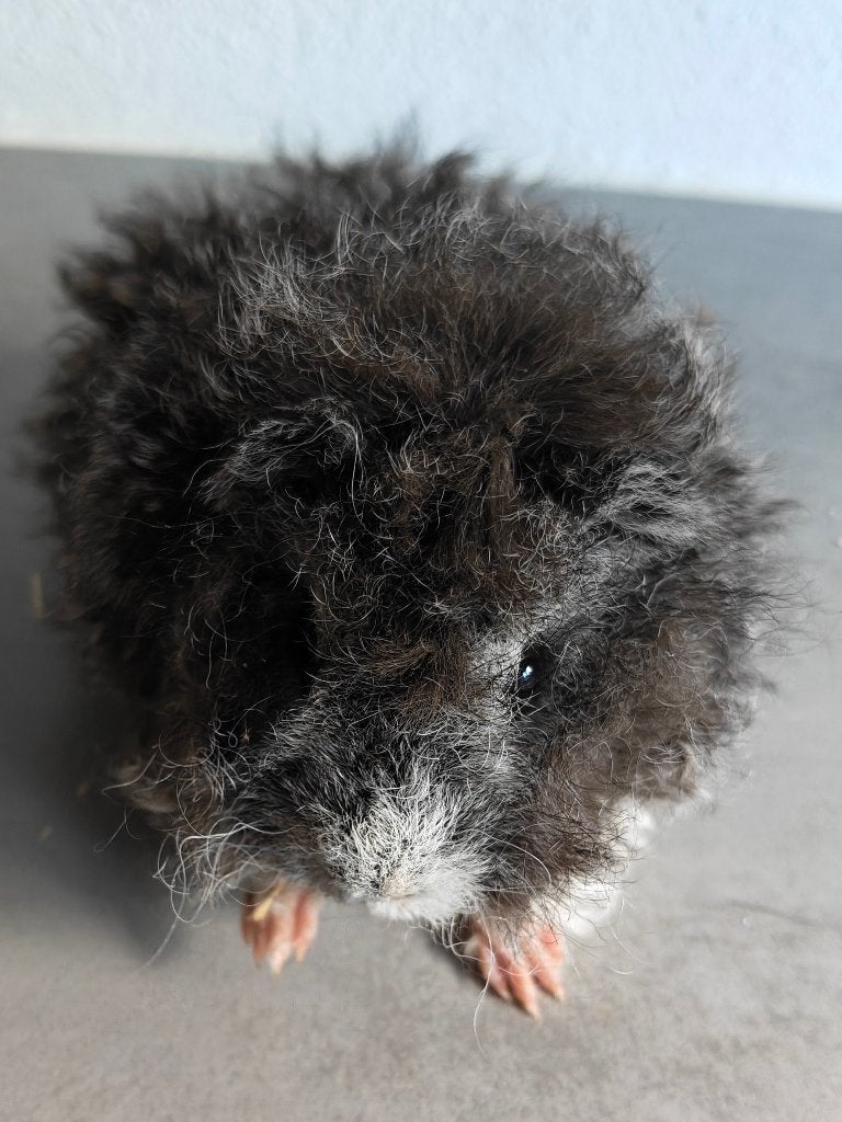 Lunkarya beertje zilveragouti wit, Cavia, Mannelijk, Mei, Tam