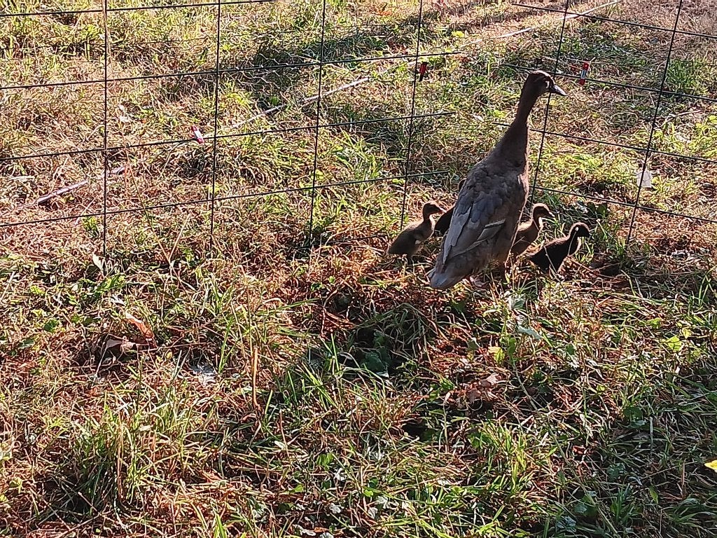 jonge loopeendjes, Meerdere dieren, Wildzangvogel, Tam
