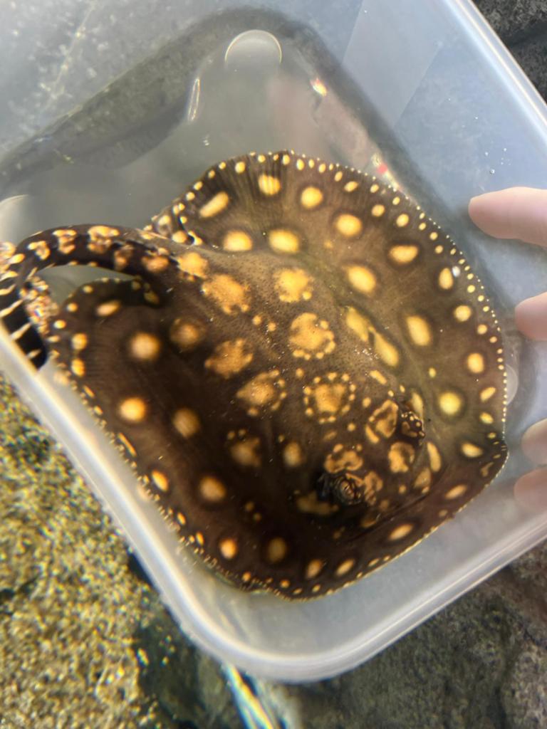 Potamotrygon Leopoldi Blackdiamond, Dieren en Toebehoren, Vissen | Aquariumvissen, Vis