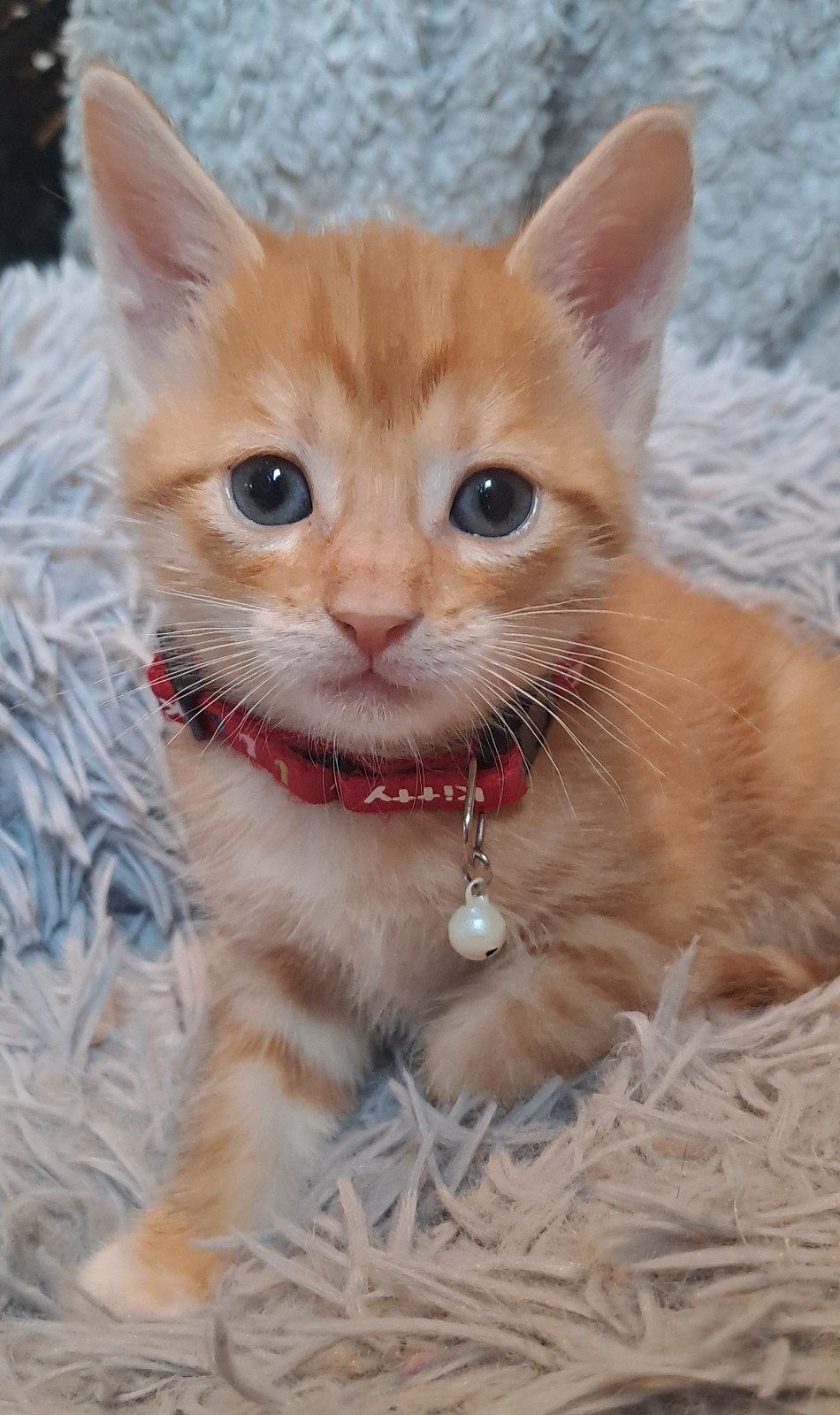 Te Koop Lieve, mooie en sociale kittens, cyper, rood, zwart, Dieren en Toebehoren, Katten en Kittens | Overige Katten, Meerdere dieren