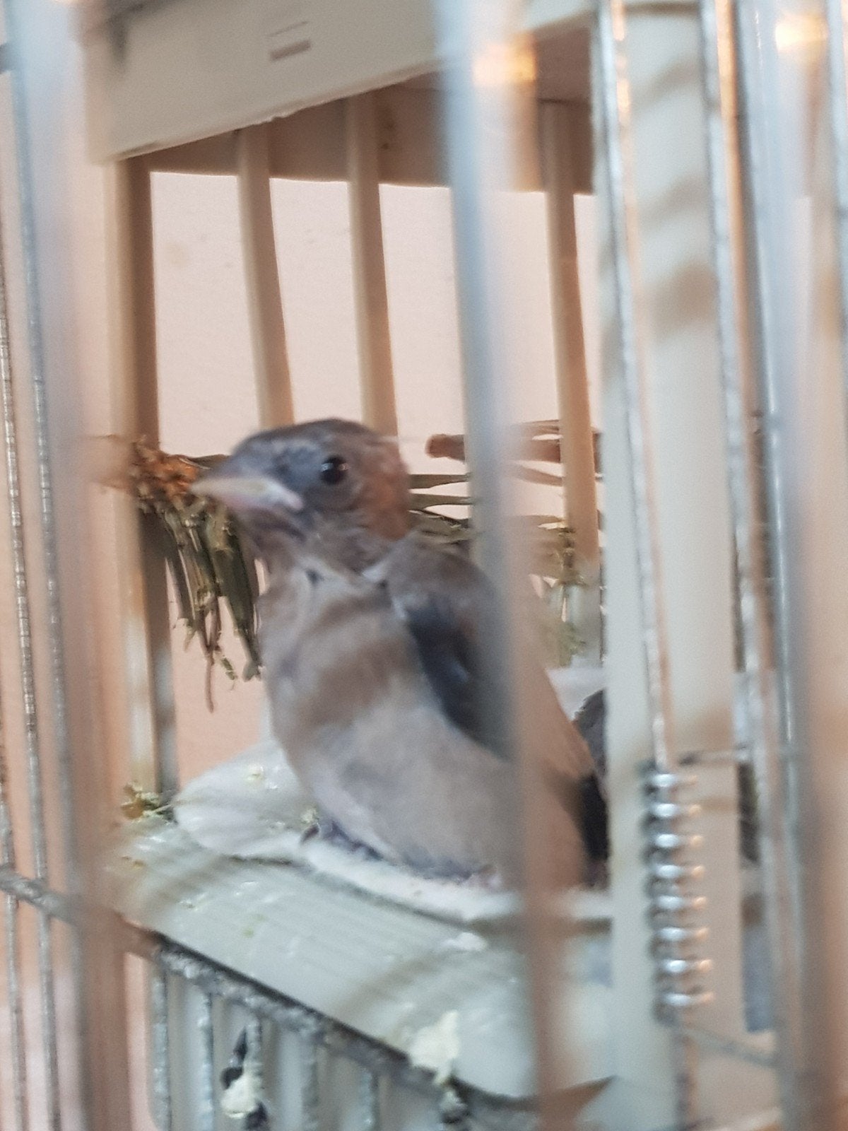 Parva putter zwart, Meerdere dieren, Wildzangvogel
