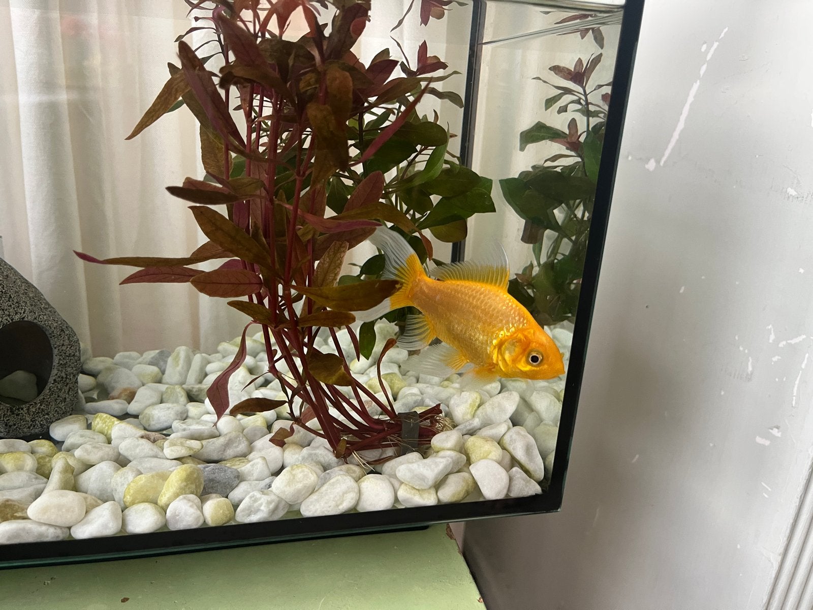 Gratis prachtige goudvis zoekt grotere leefomgeving, Dieren en Toebehoren, Vissen | Aquaria en Toebehoren, Ophalen, Zo goed als nieuw