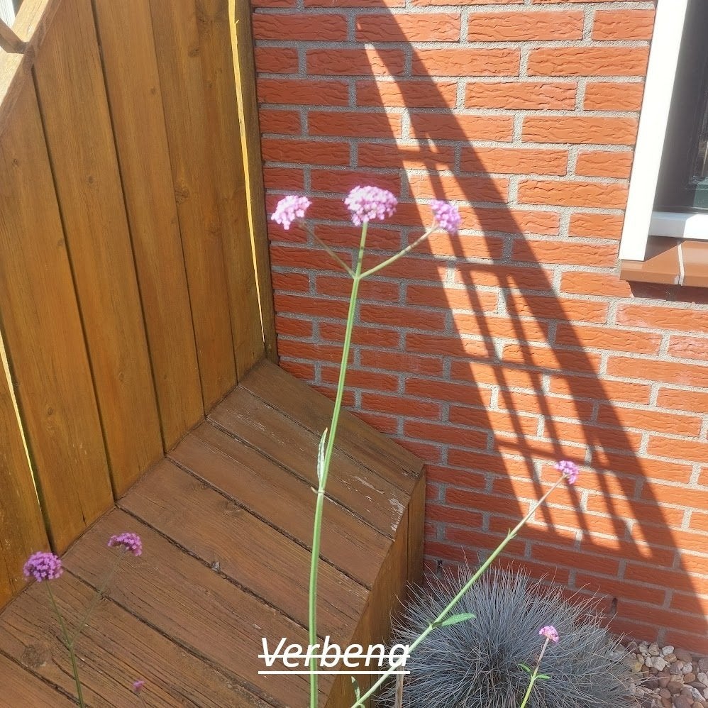 Verbena, Volle zon, Tweejarig, Zomer, Ophalen
