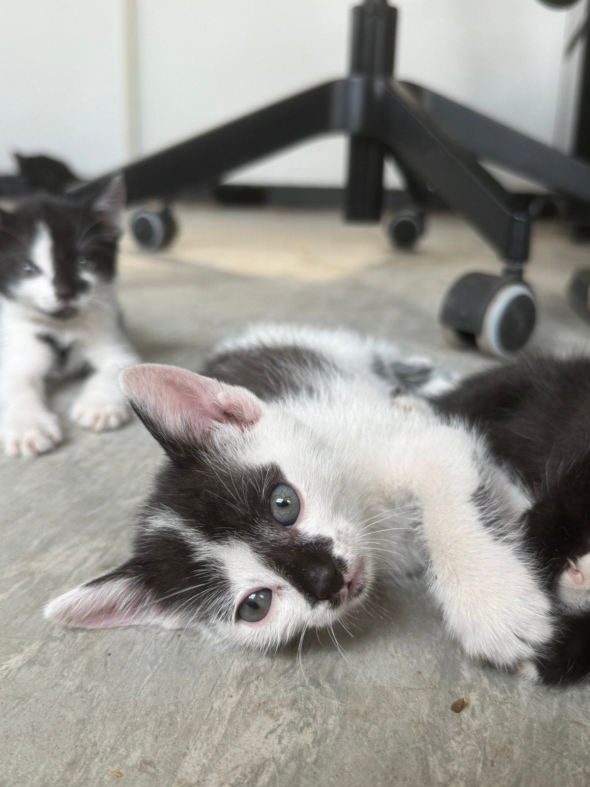 Super aanhankelijke kittens! MOETEN NU WEG!, Meerdere dieren, Ontwormd, 0 tot 2 jaar