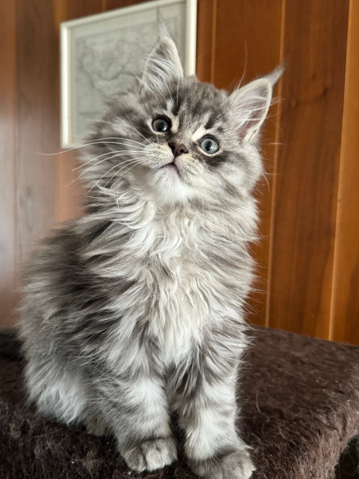 Super lieve Maine Coon X Ragdoll, Dieren en Toebehoren, Katten en Kittens | Raskatten | Langhaar, Poes, Gechipt, 0 tot 2 jaar