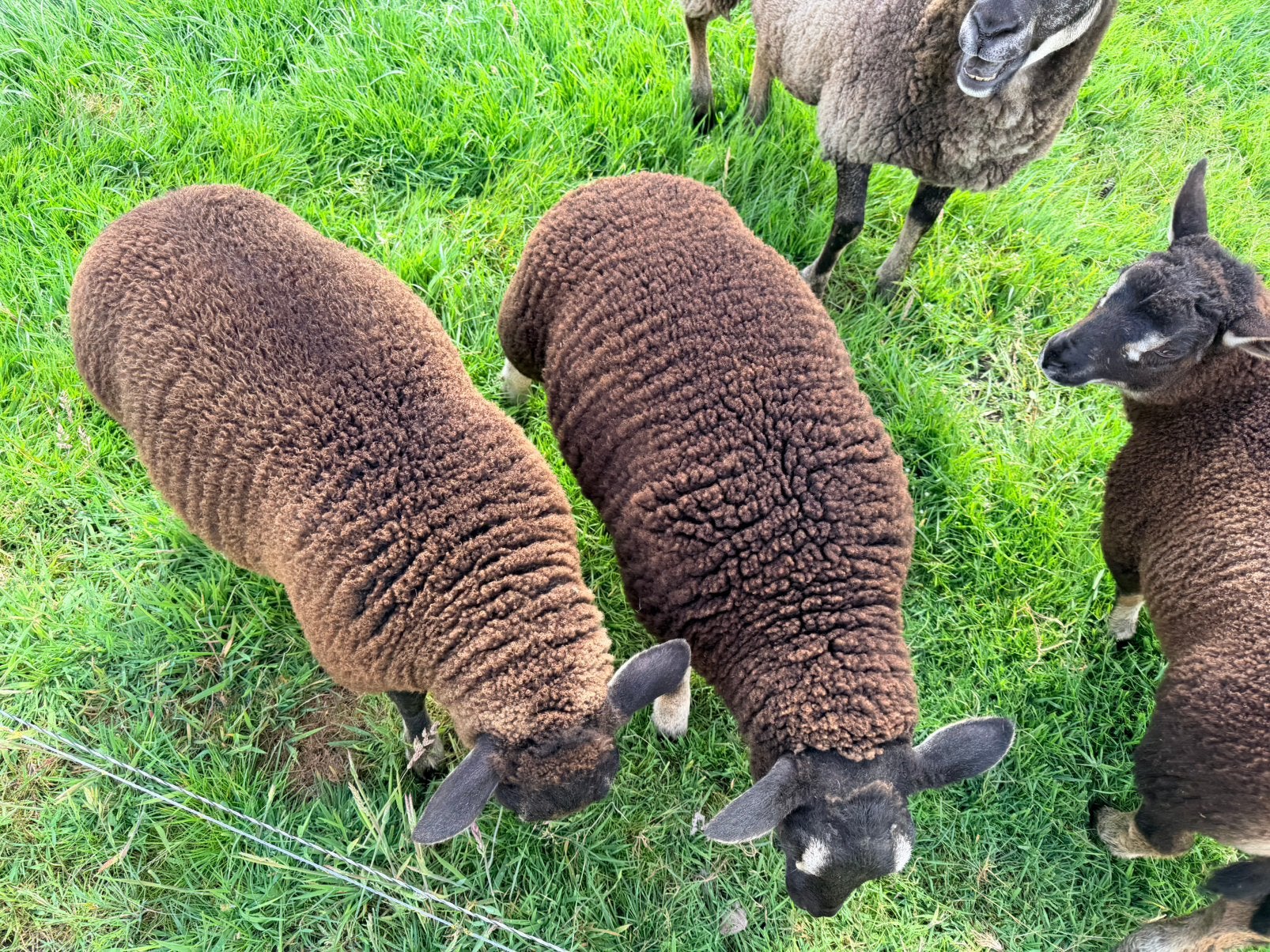 2 Dassenkop rammen te koop, Dieren en Toebehoren, Mannelijk, Schaap