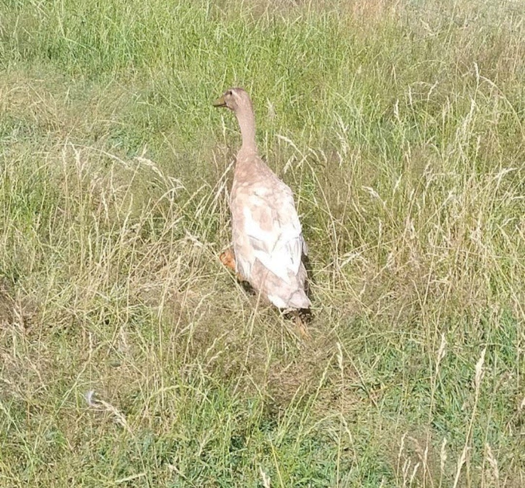 Indische loopeend woerd, Mannelijk, Eend