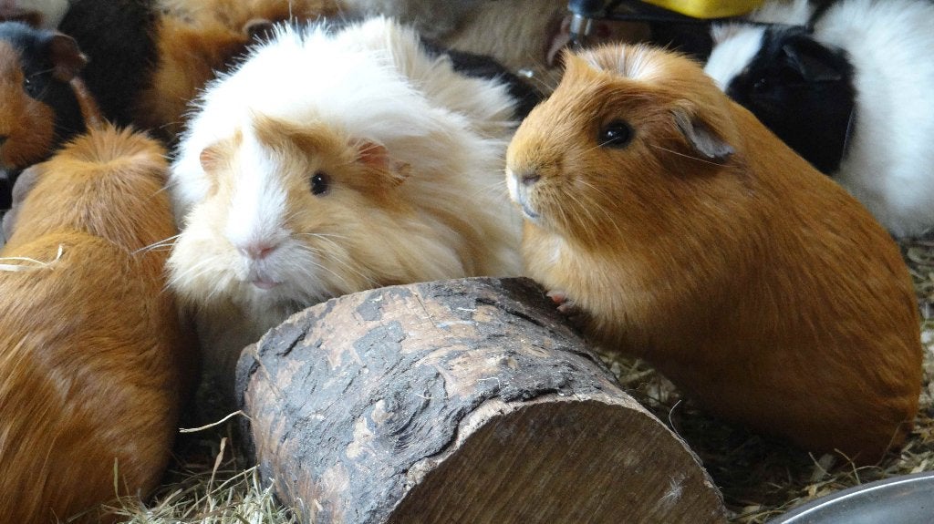 Cavia's | veel keuze | Beertjes en Zeugjes | Gezonde dieren, April, Meerdere dieren, Cavia