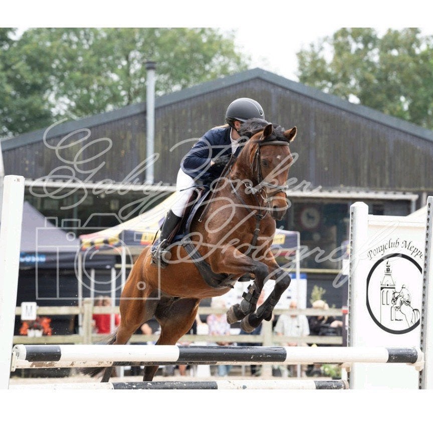 Allround D sportpony ruin, Met stamboom, Ruin, Springpony, L