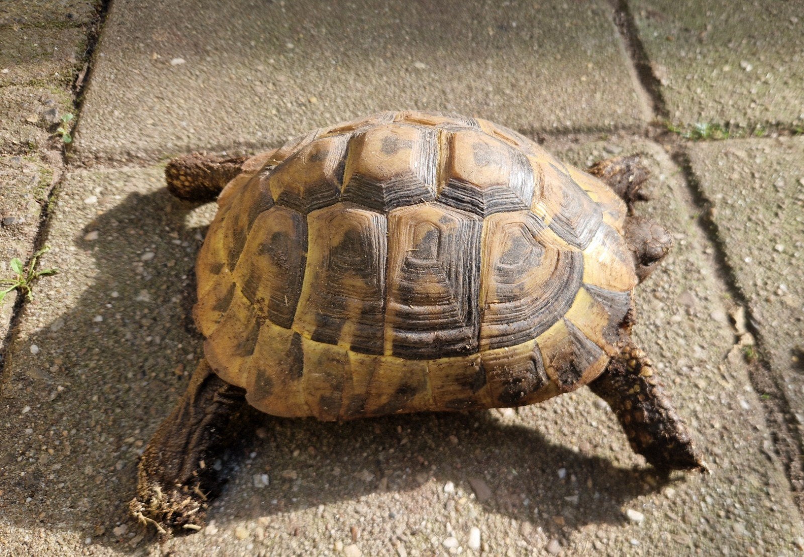 Griekse Landschildpad Tortoise - female for sale from vd Scheer