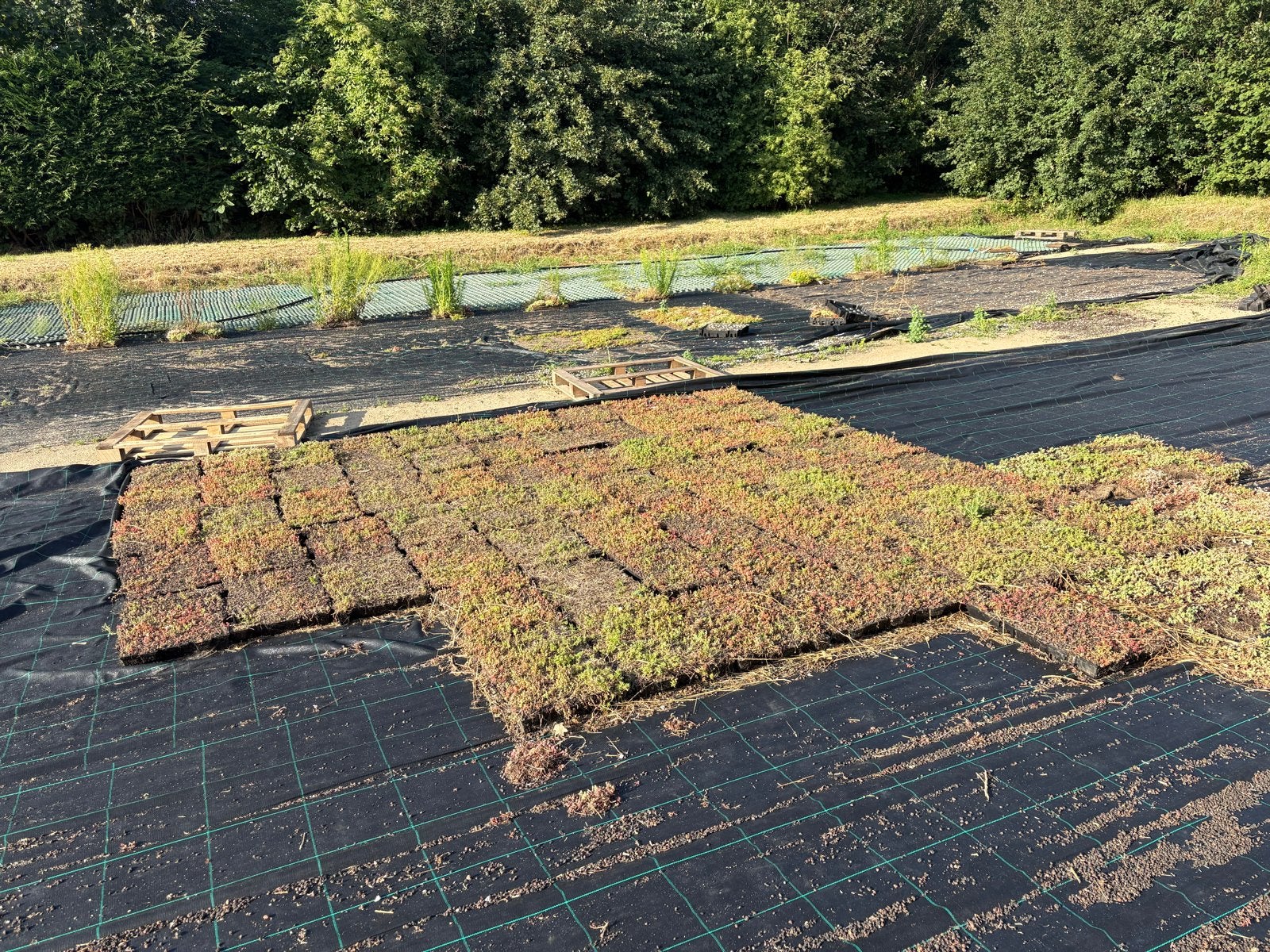 85 Sedumtrays 60x40cm - Nieuw over van project, Bodembedekkers, Volle zon, Vaste plant, Ophalen of Verzenden
