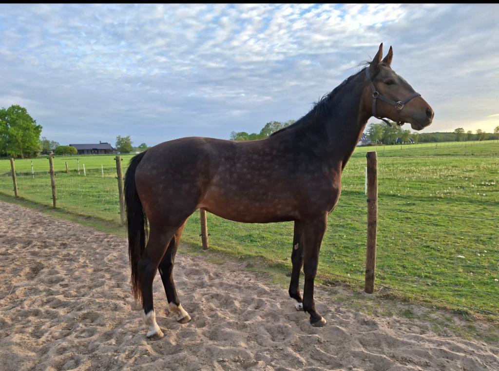 Mooie 3 jarige merrie, Dieren en Toebehoren, Paarden, Merrie, Met stamboom, Dressuurpaard, Onbeleerd
