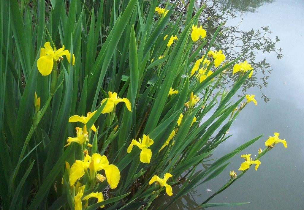 Bijna gratis ( ruilen) Gele Lis, vijverplant, Tuin en Terras, Bloembollen en Zaden, Ophalen, Volle zon