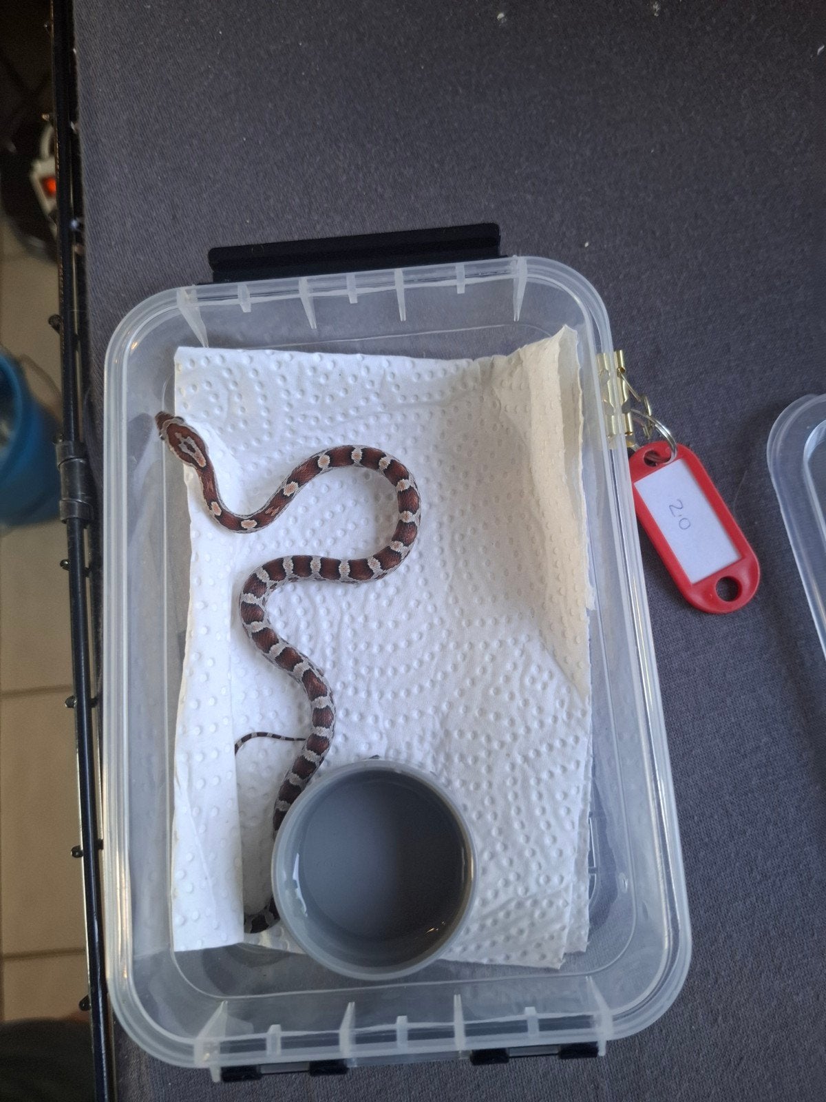 Rode rattenslangen zoeken nieuw thuis Corn Snake photo 21