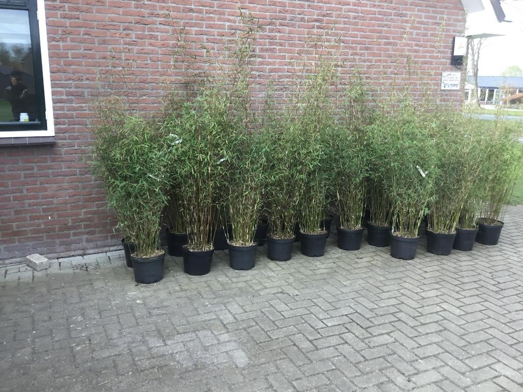 Fargesia Jiuzhaigou Genf, niet woekerende bamboe!!!, Vaste plant, Bloeit niet, Halfschaduw, Ophalen