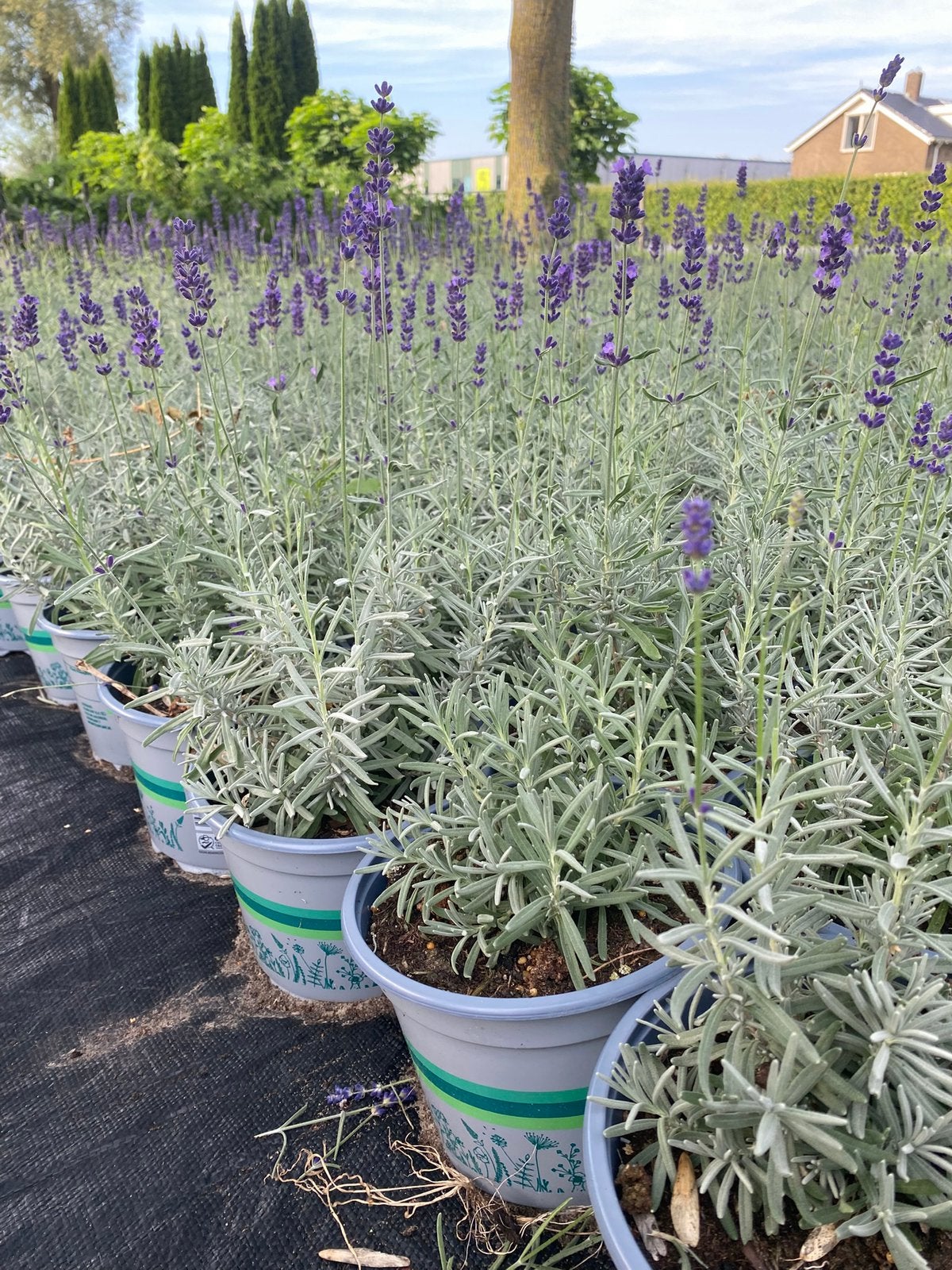 Grote bloeiende lavendel hidcote paars in20/30cmpot va.€1pst, Ophalen, Overige soorten, Volle zon