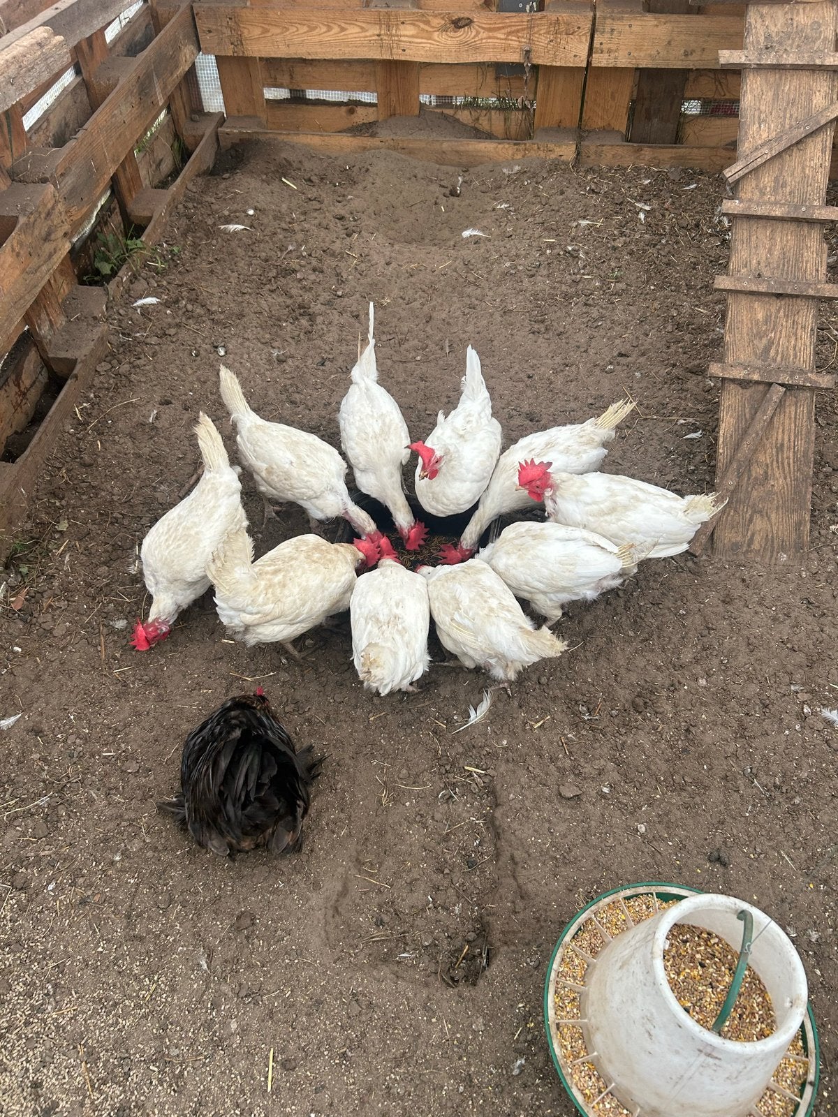 Legkippen, Dieren en Toebehoren