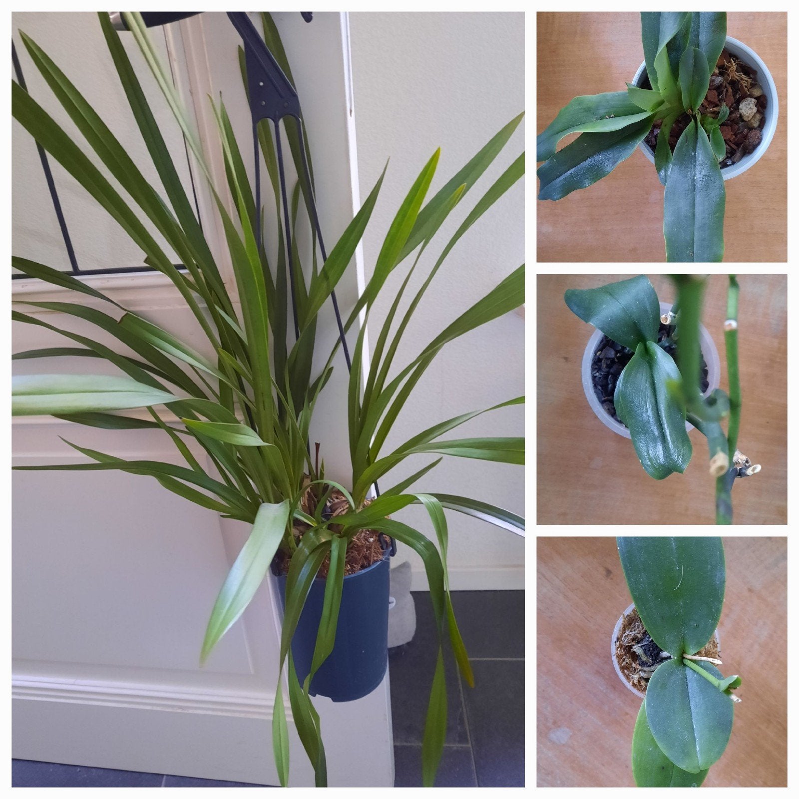 4 Uitgebloeide Orchideeën, Ophalen of Verzenden, Halfschaduw, Minder dan 100 cm