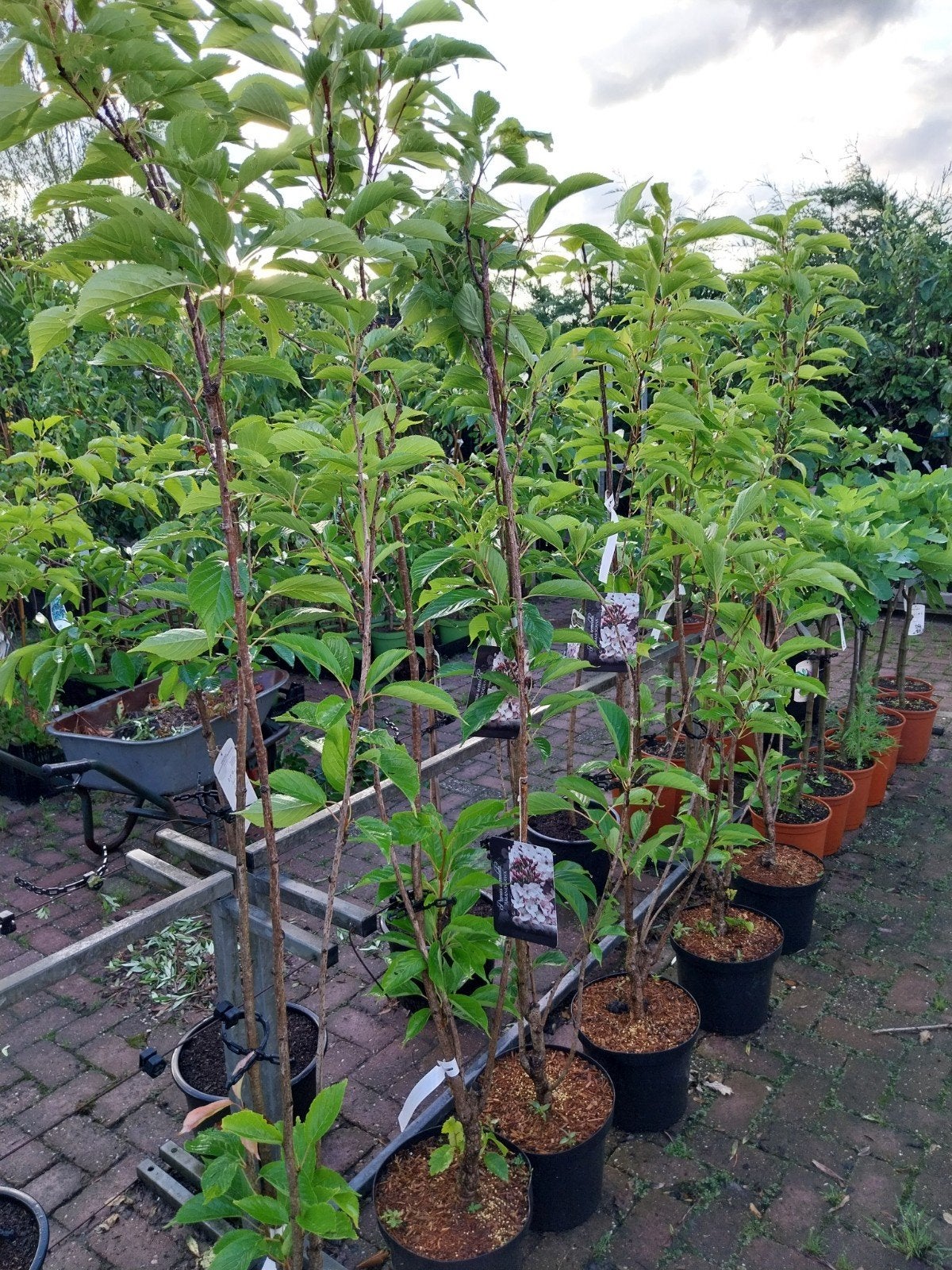 Prunus Amanogawa - Japanse Sierkers, Ophalen, Overige soorten