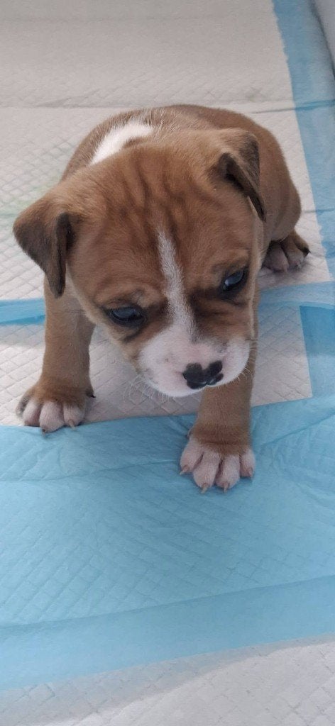engelse stafford pup [teefje], Dieren en Toebehoren, Overige rassen, 8 tot 15 weken, Teef, Eén hond