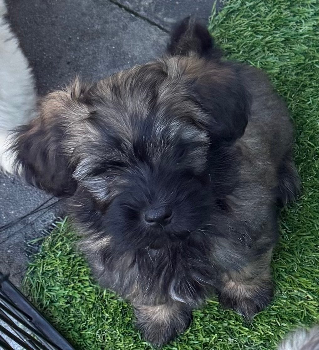 Lieve Maltipoo pups zoeken een liefdevol thuis, Overige rassen, CDV (hondenziekte), 8 tot 15 weken, Meerdere