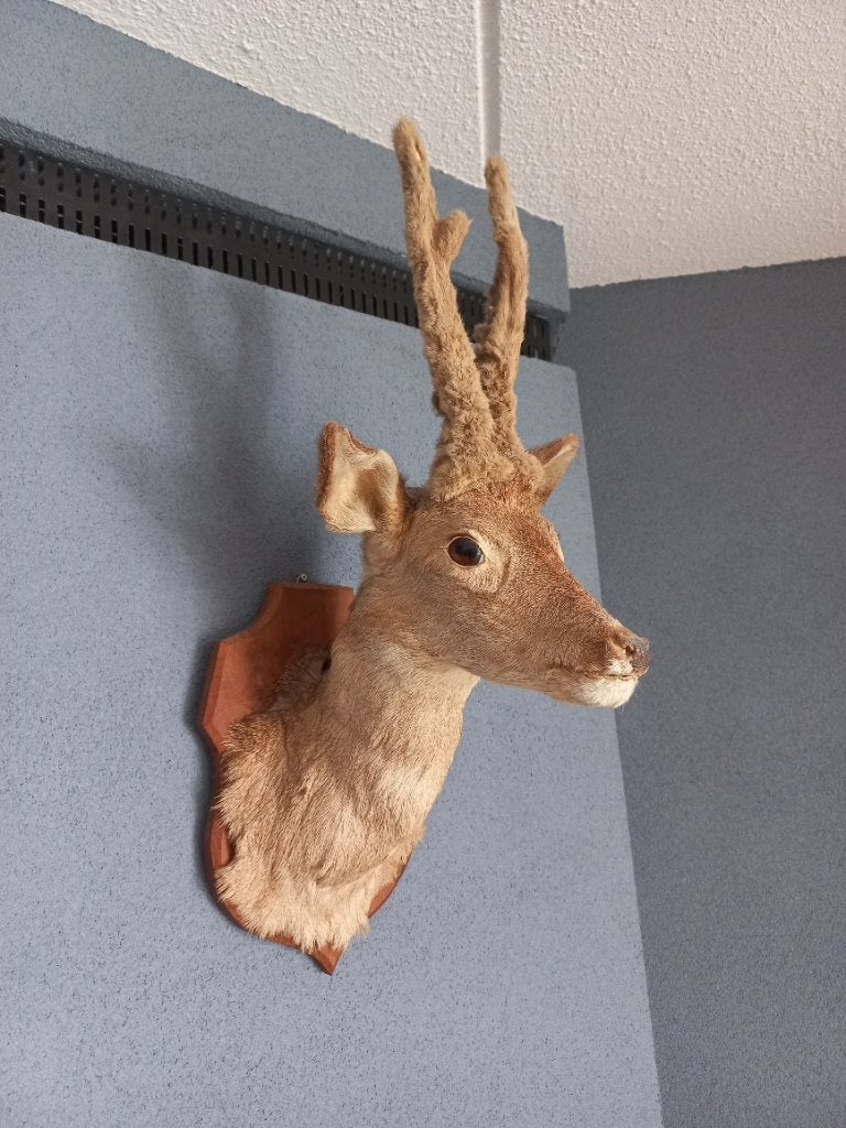 Opgezet hert, Verzamelen, Dierenverzamelingen, Ophalen, Zo goed als nieuw, Hert, Gewei of Kop