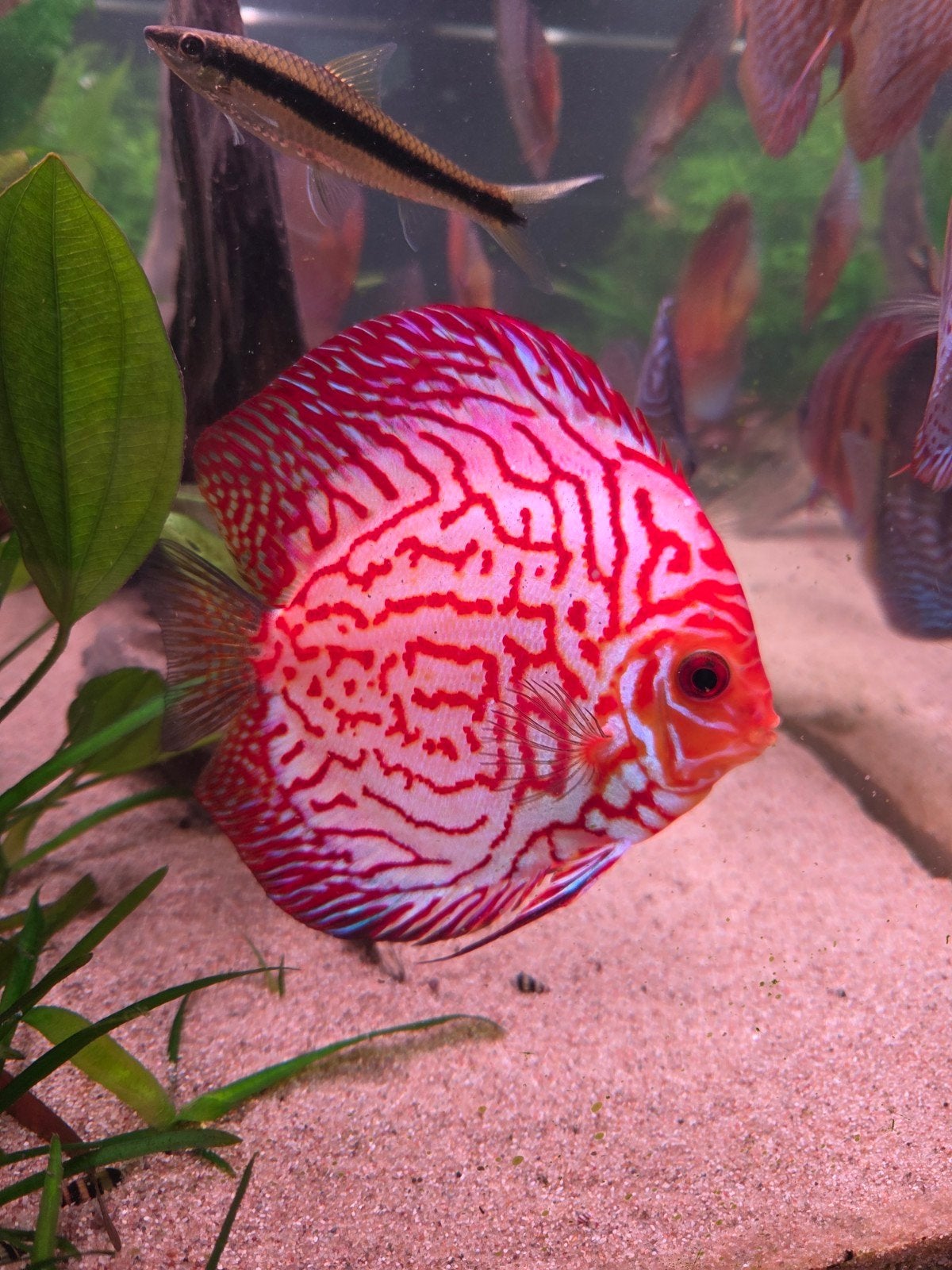 discus vissen groot, Vis