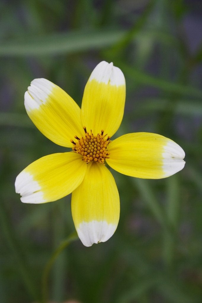 Bidens Aurea of Tandzaad vaste plant, Ophalen, Overige soorten, Volle zon
