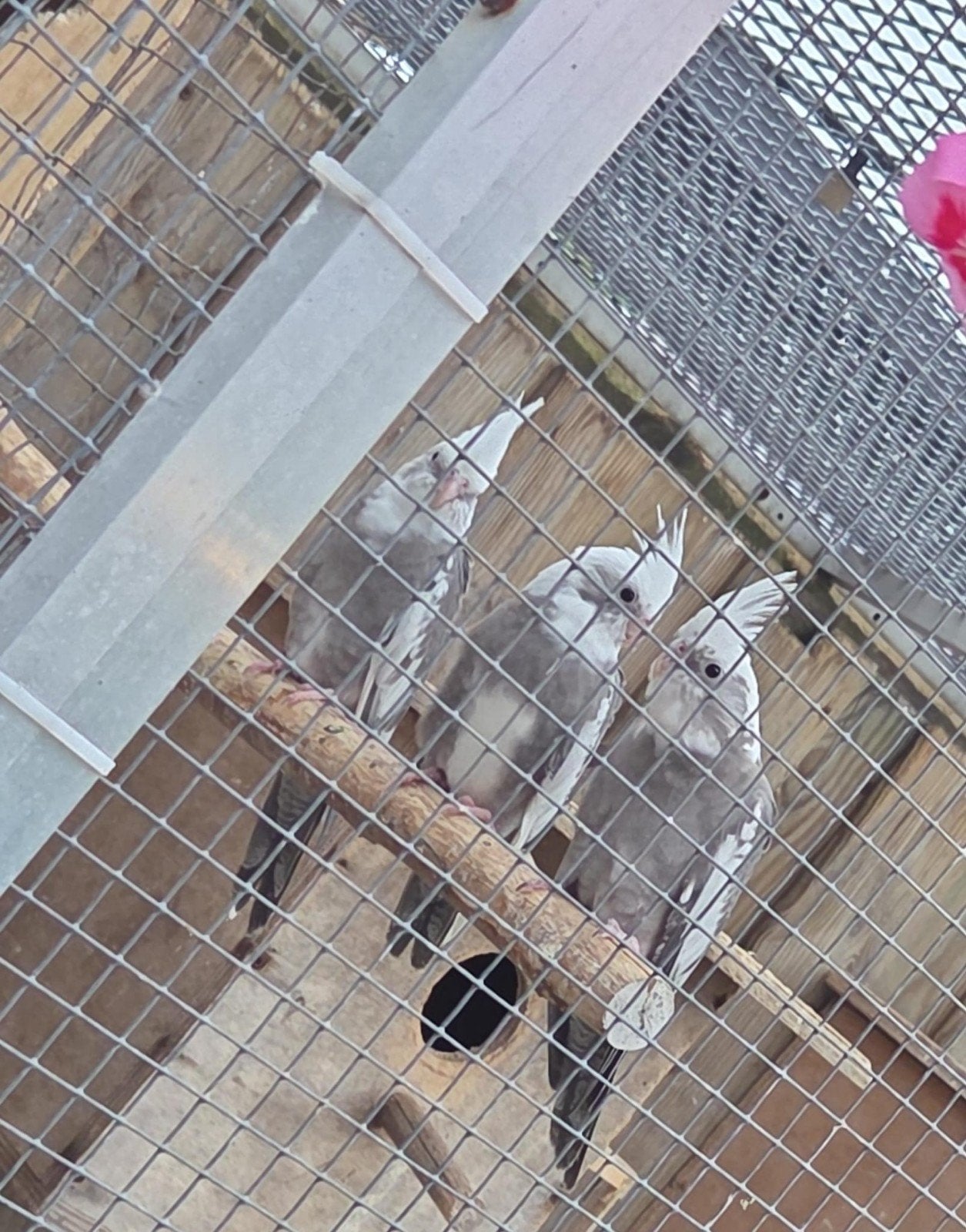 3 jonge valkparkieten, Meerdere dieren, Parkiet