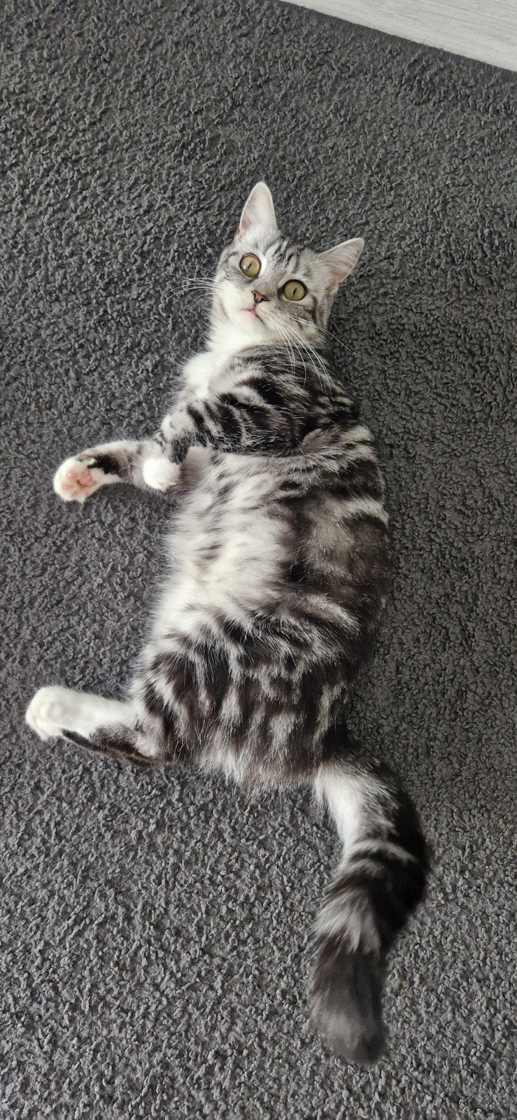 Poesjes, Dieren en Toebehoren, Katten en Kittens | Overige Katten, Poes