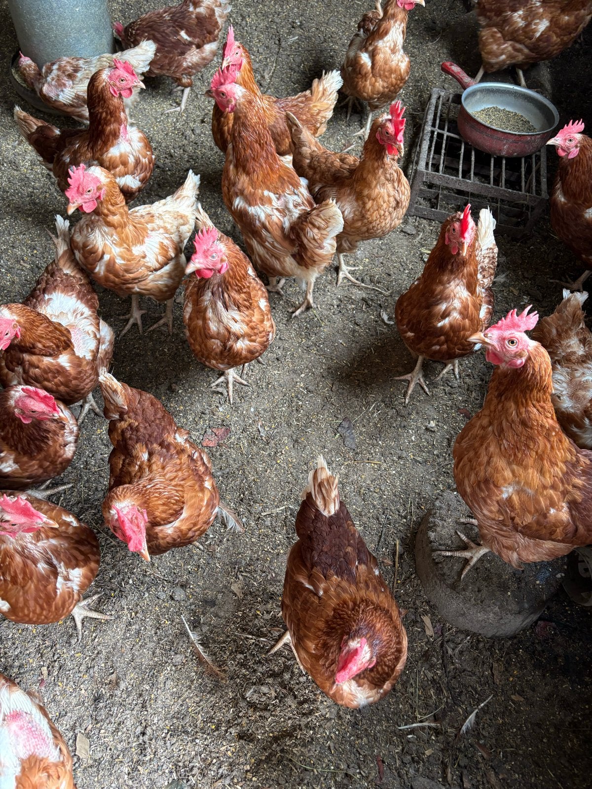 Legkippen kippen oude legkippen zijn 1,5 jaar oud, Dieren en Toebehoren, Pluimvee, Vrouwelijk, Kip